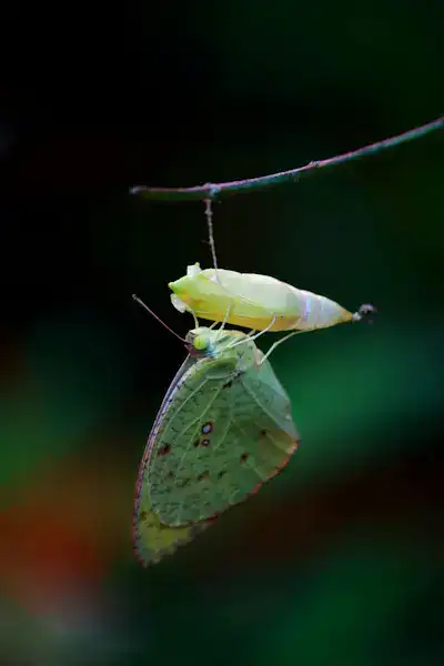 Butterfly emerging from chrysalis symbolizing personal transformation and growth